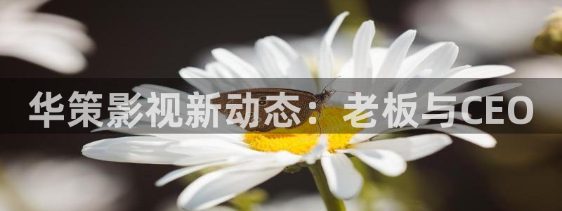 策驰伦理影院：华策影视新动态：老板与CEO